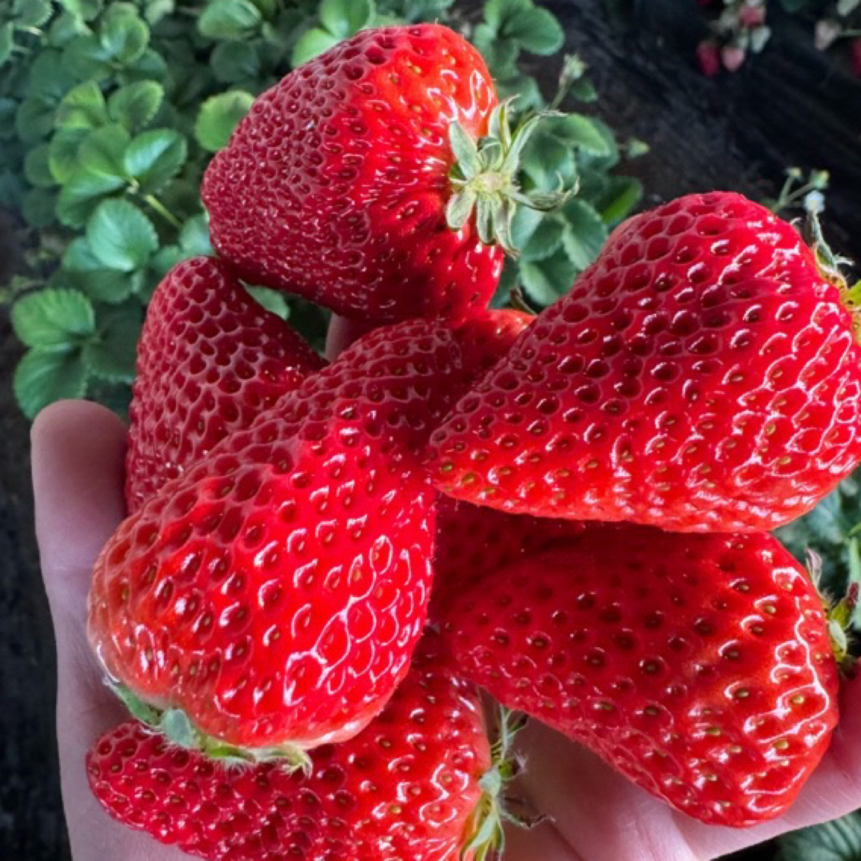 大同本地红颜草莓