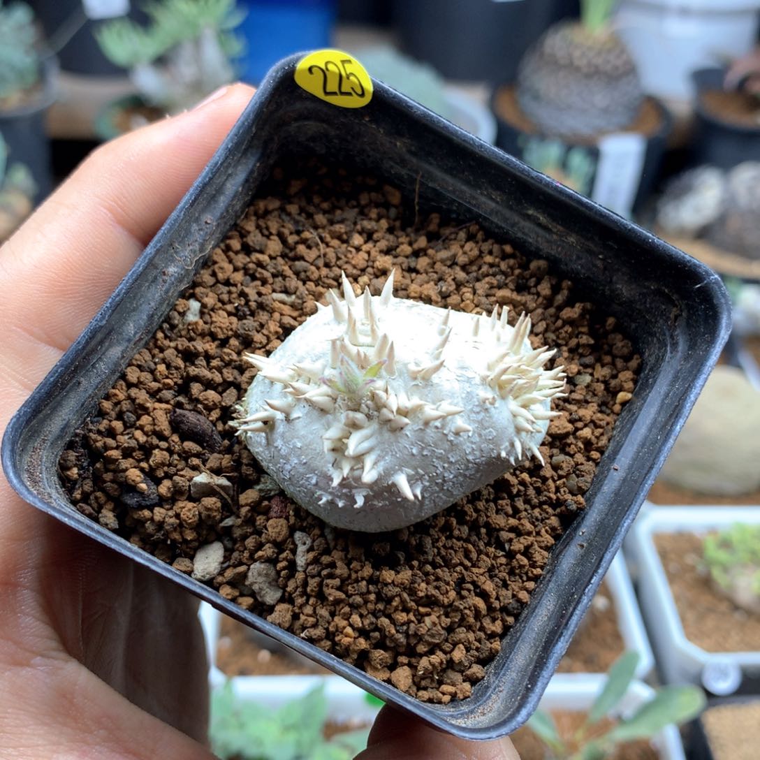 惠比须笑带盆发多肉