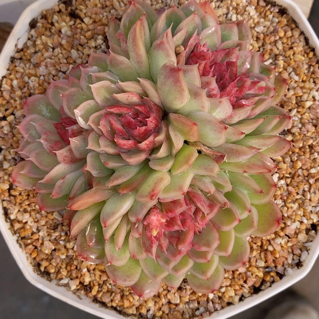 可问主播品种，下滑链接更多品种多肉选择