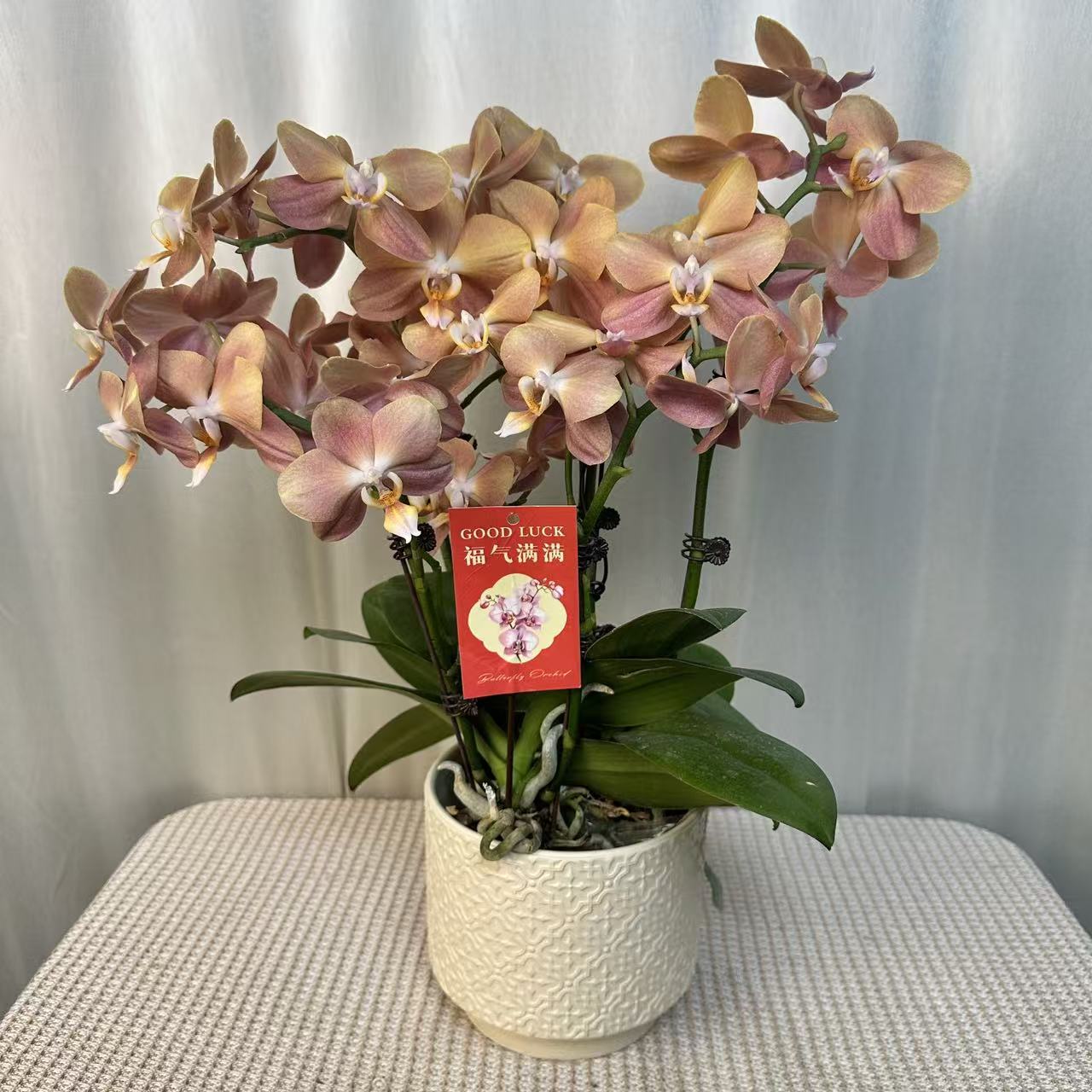 蝶之花【摩纳哥】橙黄色系蝴蝶兰 稀有品种 送人送礼客厅绿植观赏花