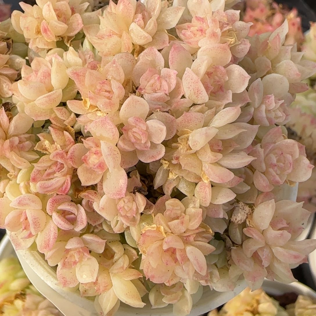 花语逸境0217-473散