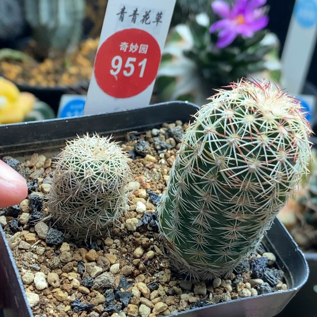 实生镐虾加红刺虾