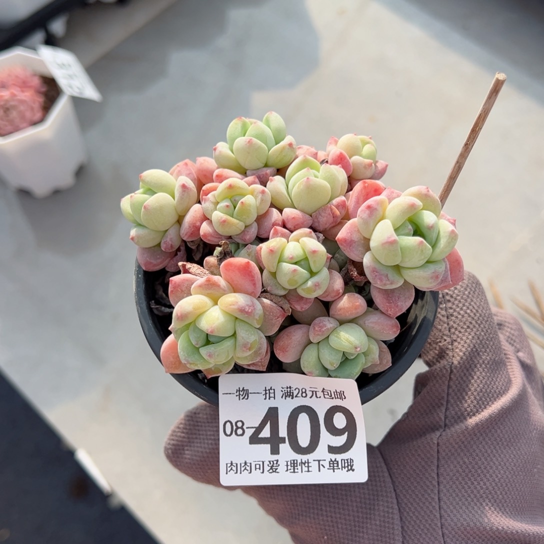 粉香水多肉多肉多肉