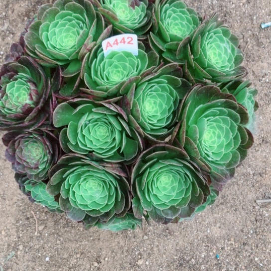 无花朵飘*花脸圣罗兰法师442号