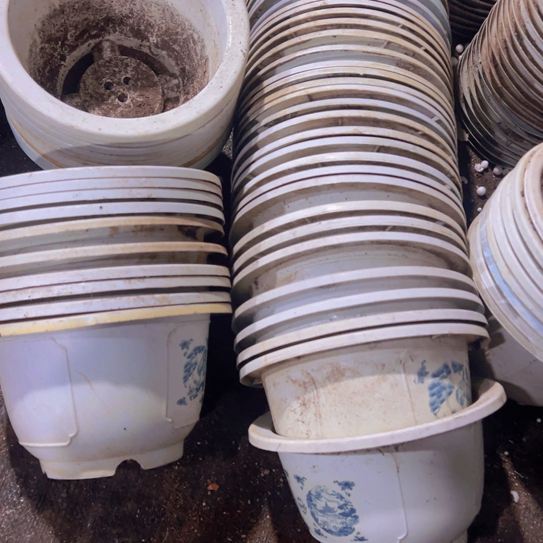 塑料白色富贵花开盆17.5口径10厘米高 10个