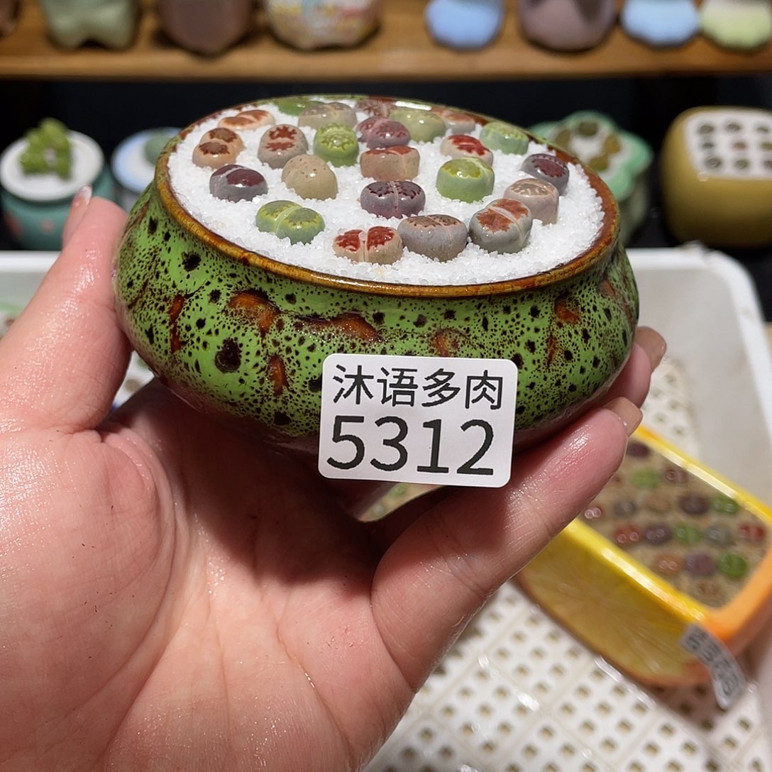 带盆土植物 一物一拍