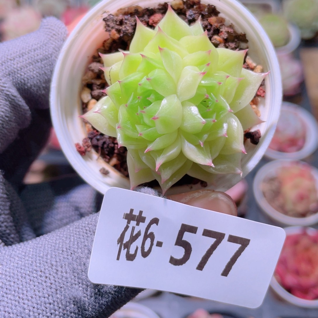 花利美6-577海王 