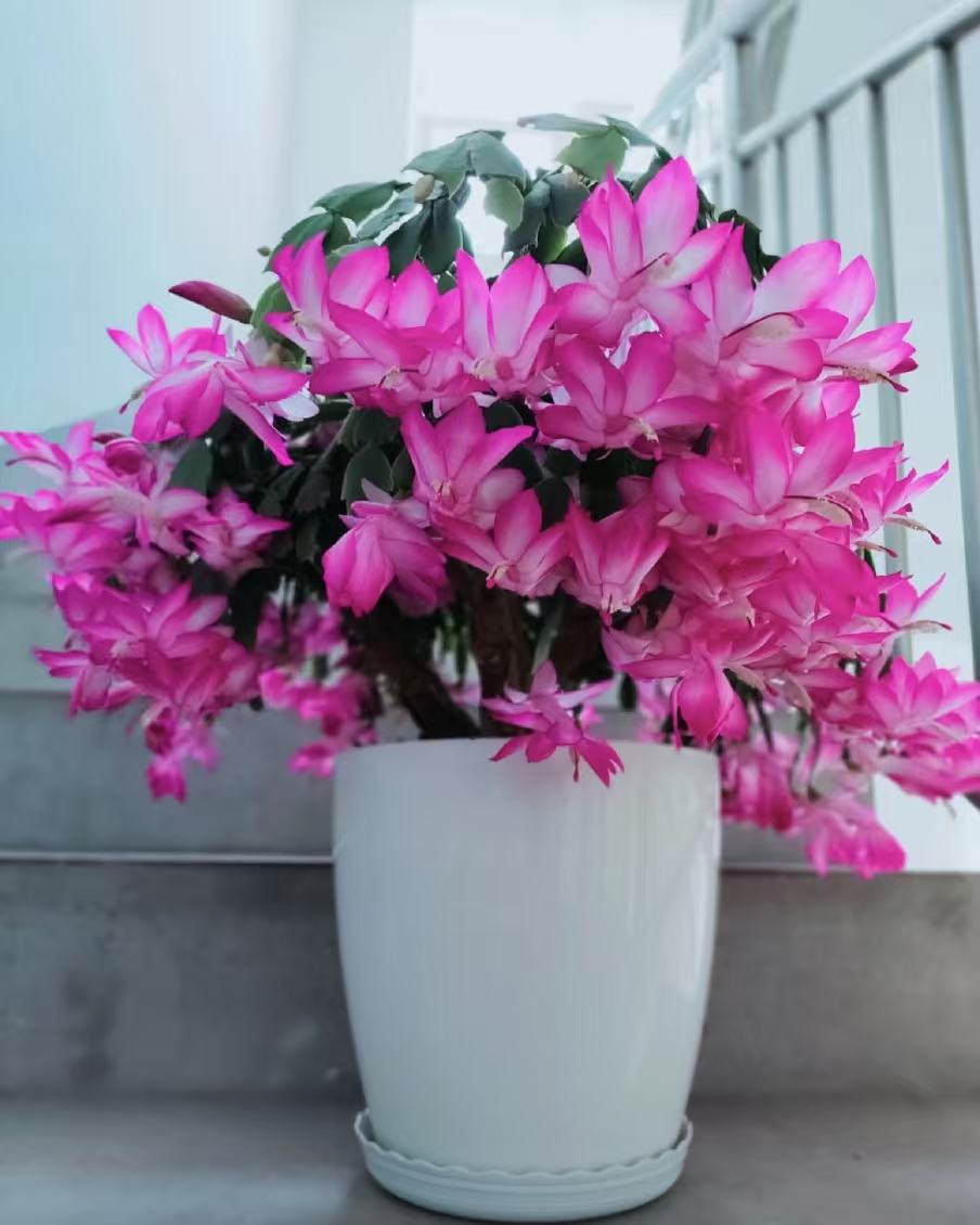 【紫美人18口径大苗】蟹爪兰大盆原盆原土带花苞整盆发货