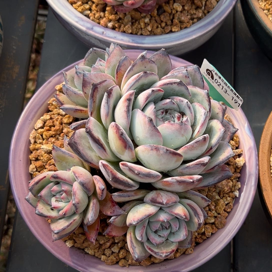 多肉一物一拍0213-191