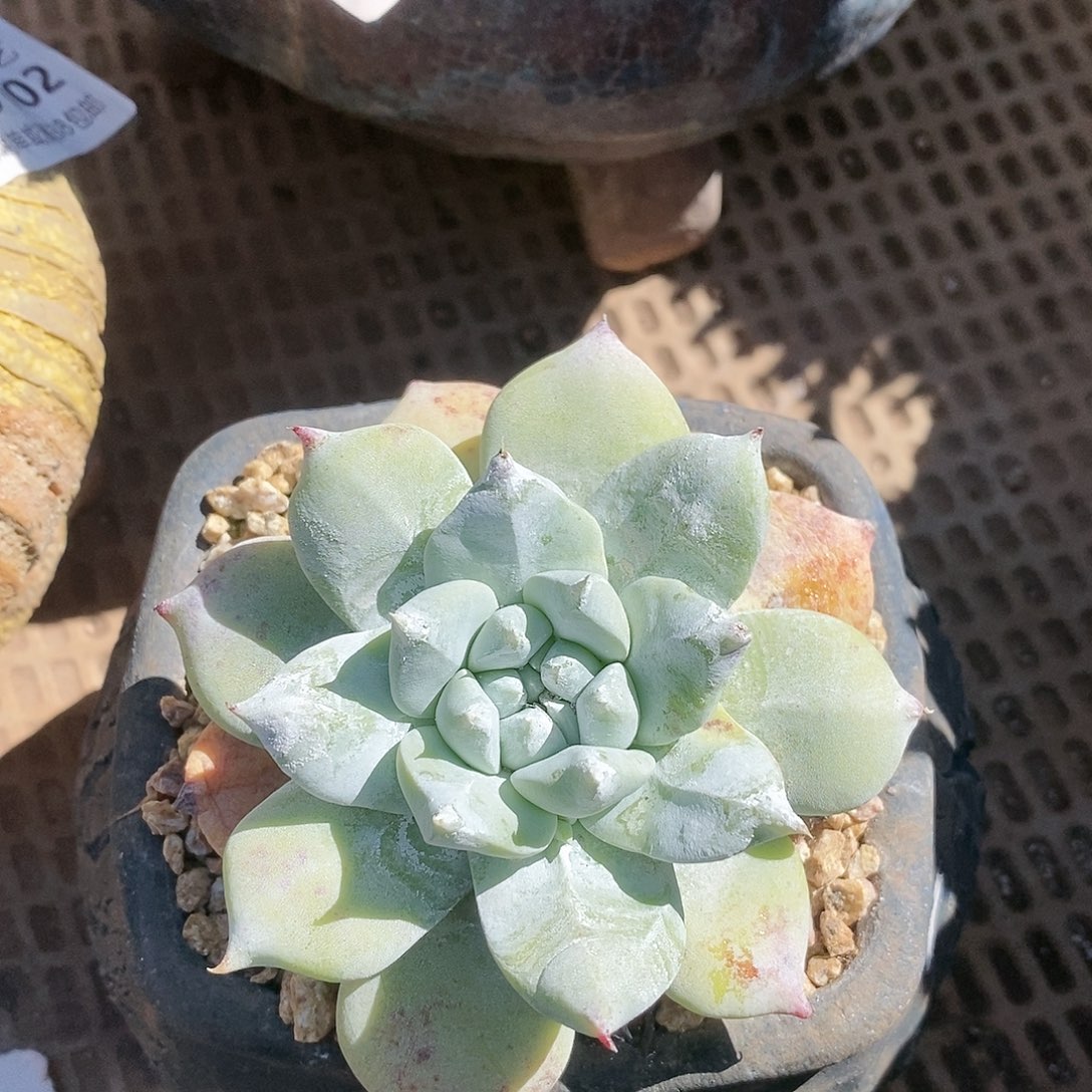 【闪购商品】哈哈哈牡丹苹果叶多肉2212