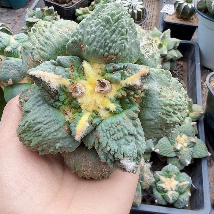 无花朵511苗接大白肌怒涛牡丹