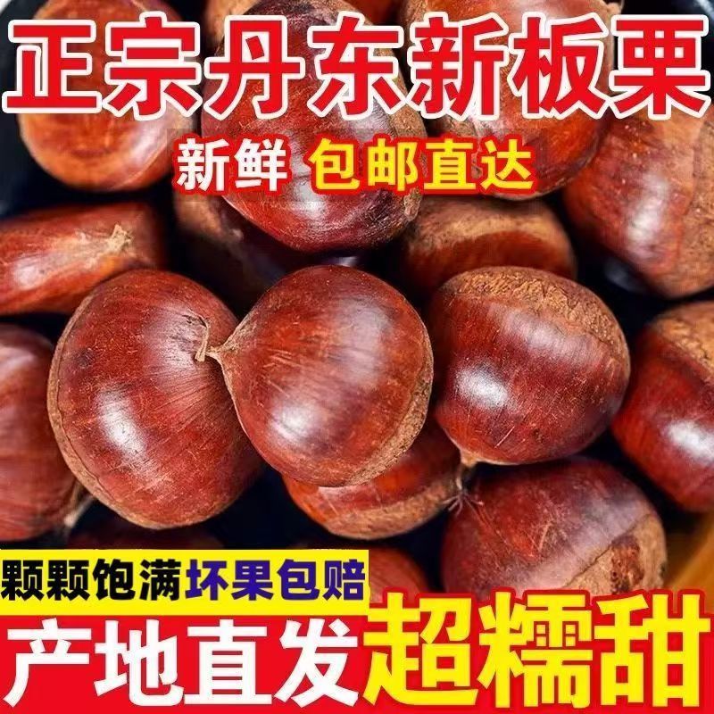 【果王五斤】现摘丹东板栗生新鲜带壳野生糯甜油栗粉糯大果难剥皮