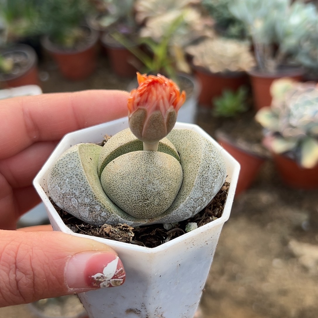 多肉植物绿帝玉单头