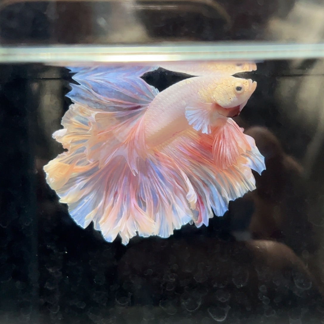 斗鱼16号粉色婚纱大长裙