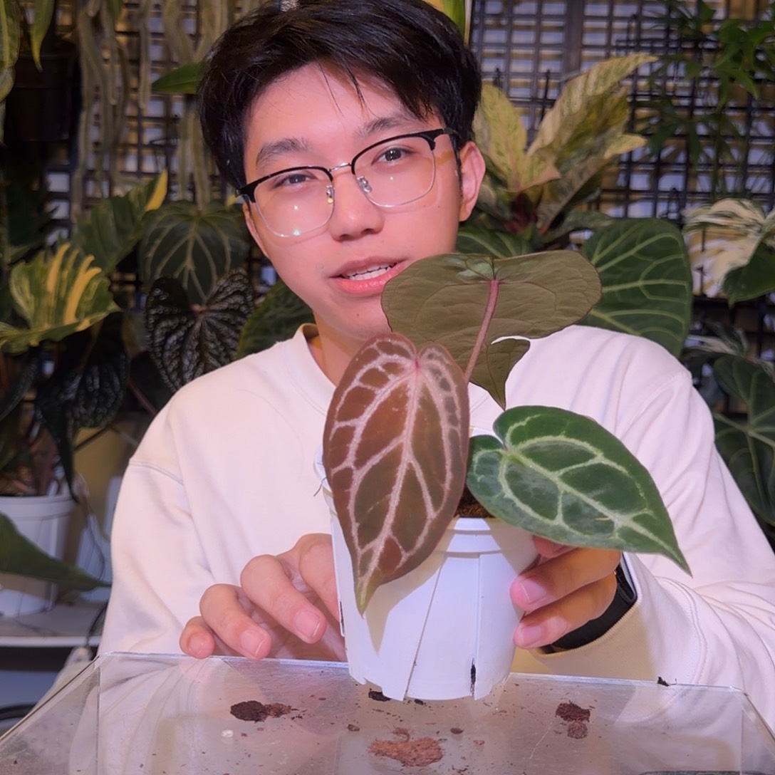 完全开放F831织梦者杂红水晶