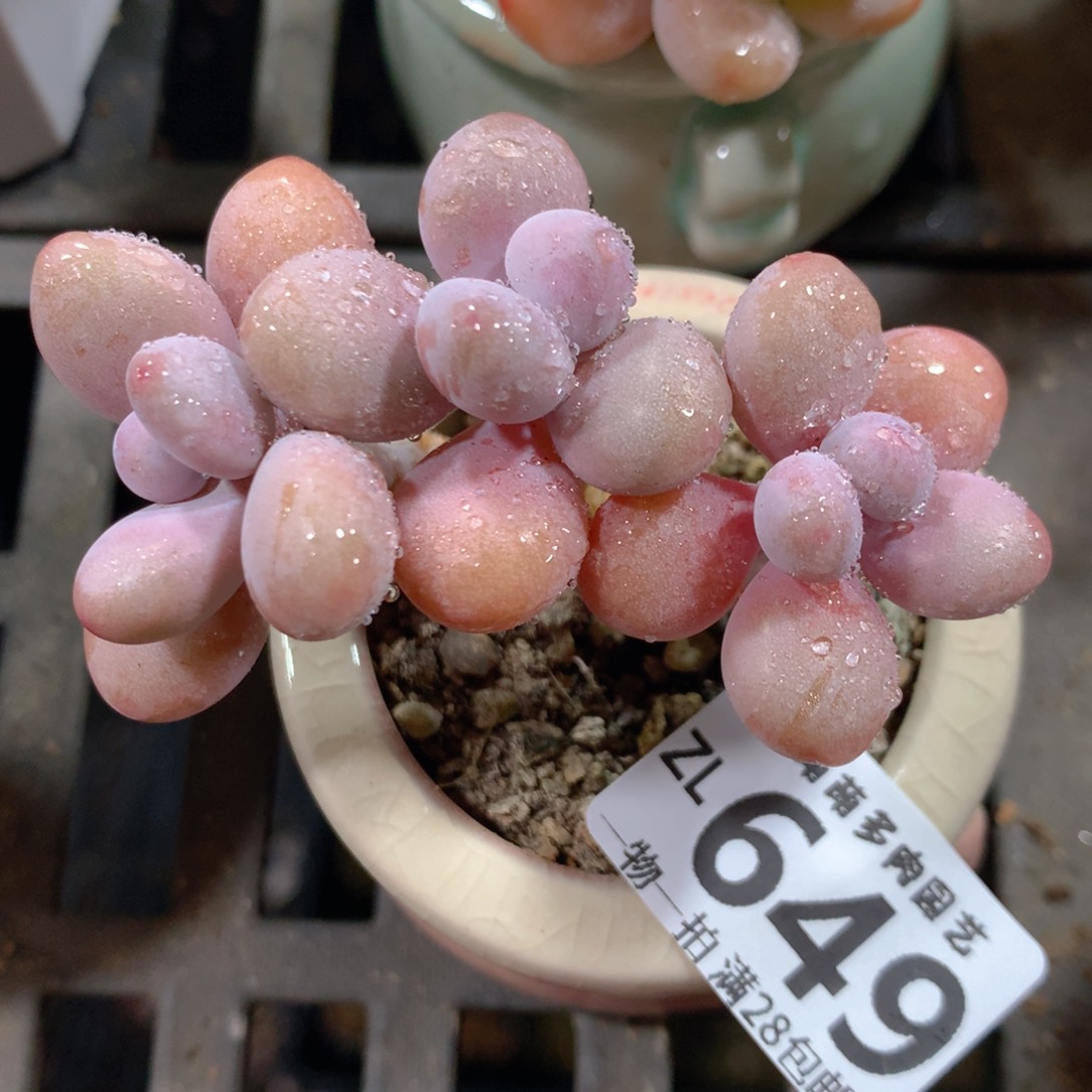 5CM拇指盆精控多肉ZL649