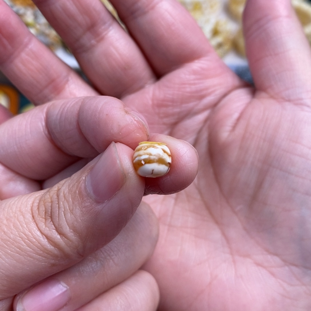 琥珀裸石未镶嵌橘底虎皮纹单珠8.3