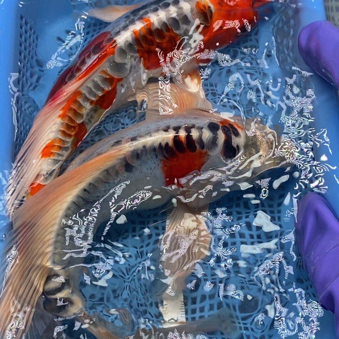 锦鲤冷水锦鲤包邮