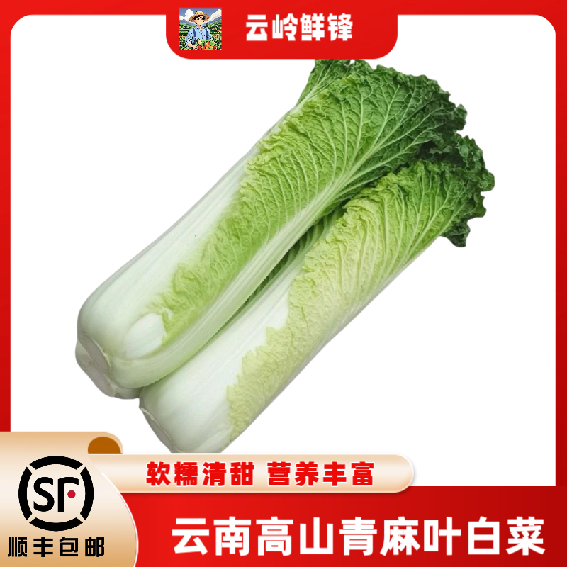 顺丰包邮云南高山麻叶青白菜当季新鲜青口白菜绿叶蔬菜青麻叶白菜