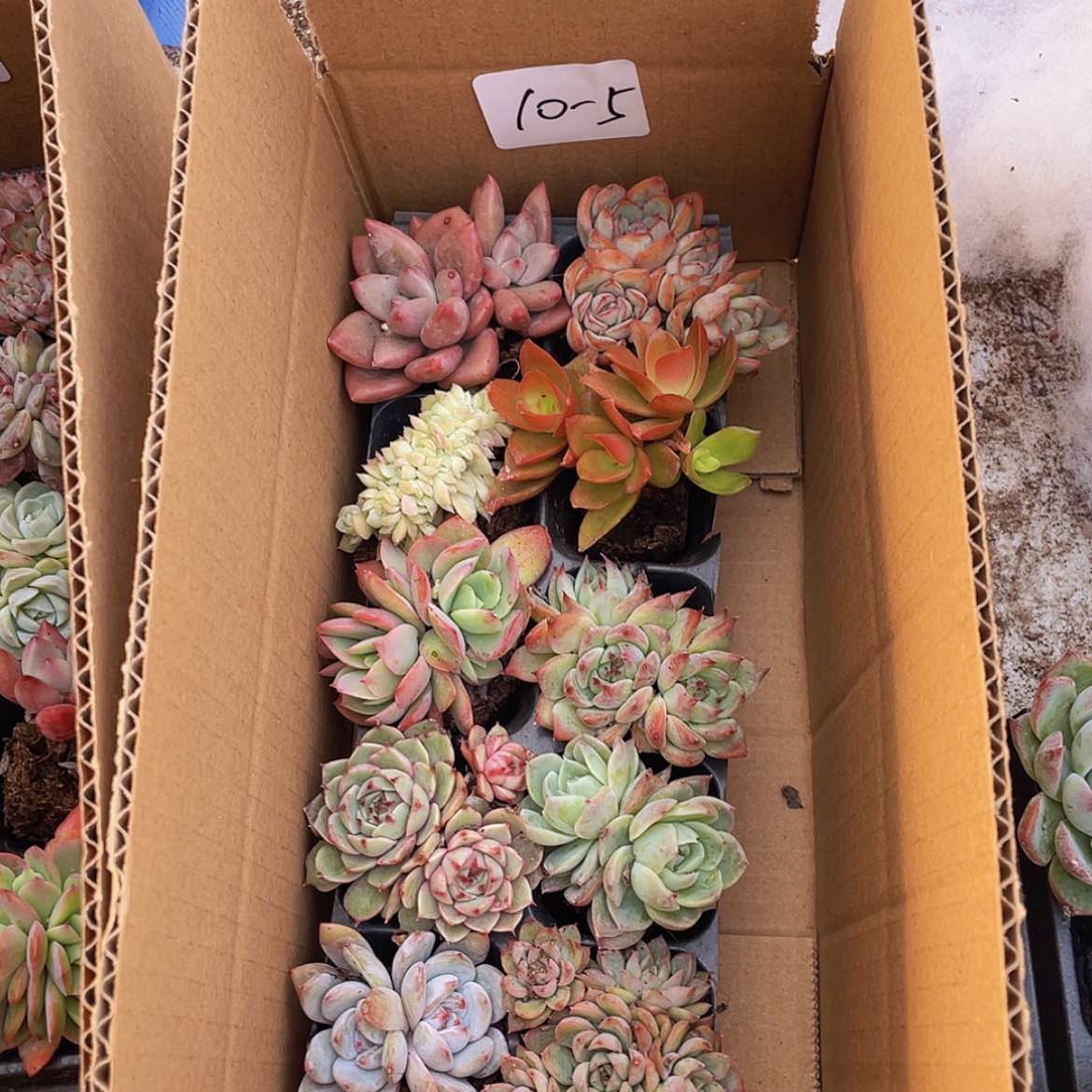 【闪购商品】10颗-5