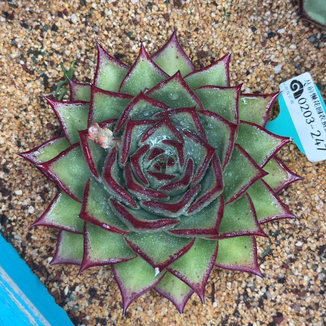 多肉一物一拍0203-247