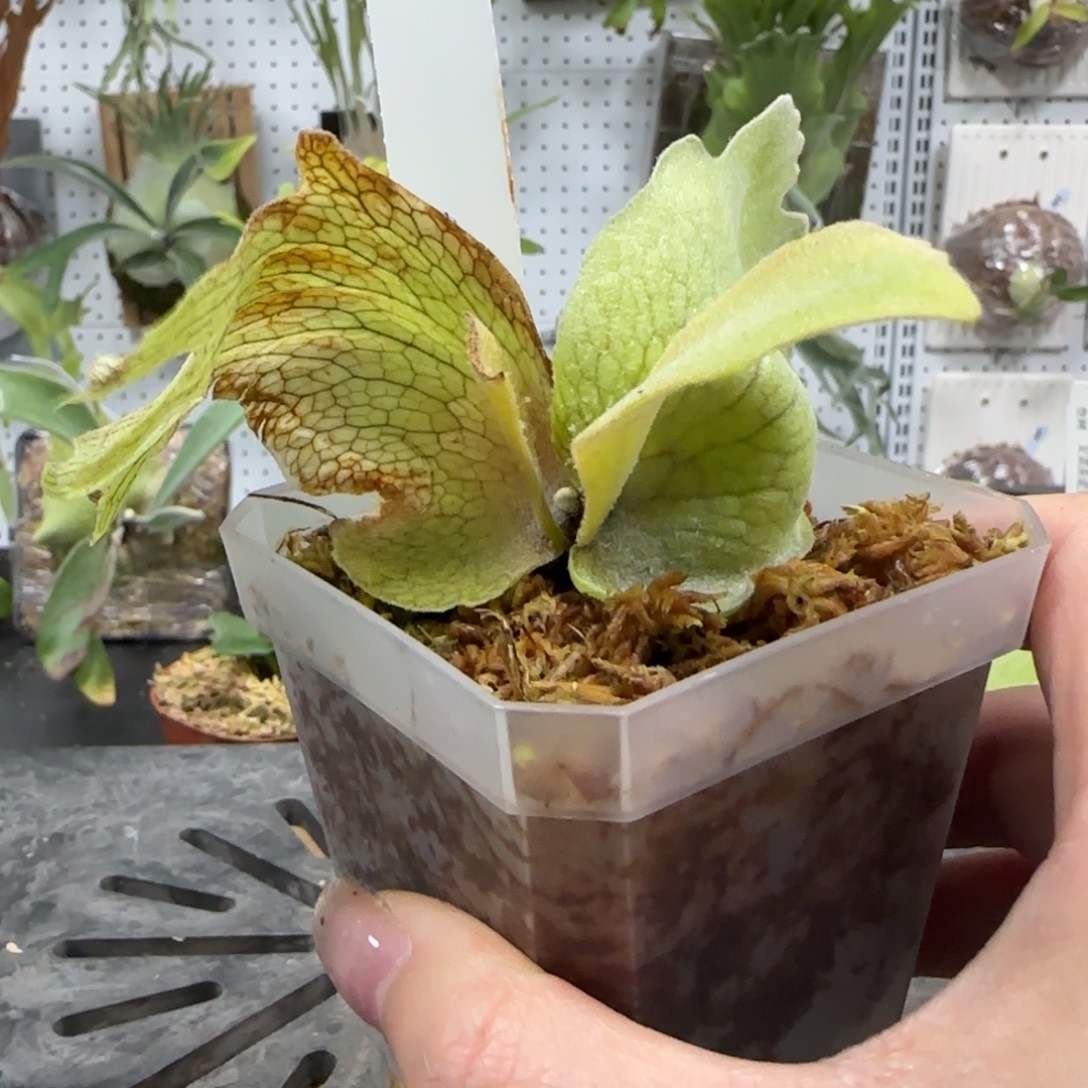 Foytong鹿角蕨哦哦