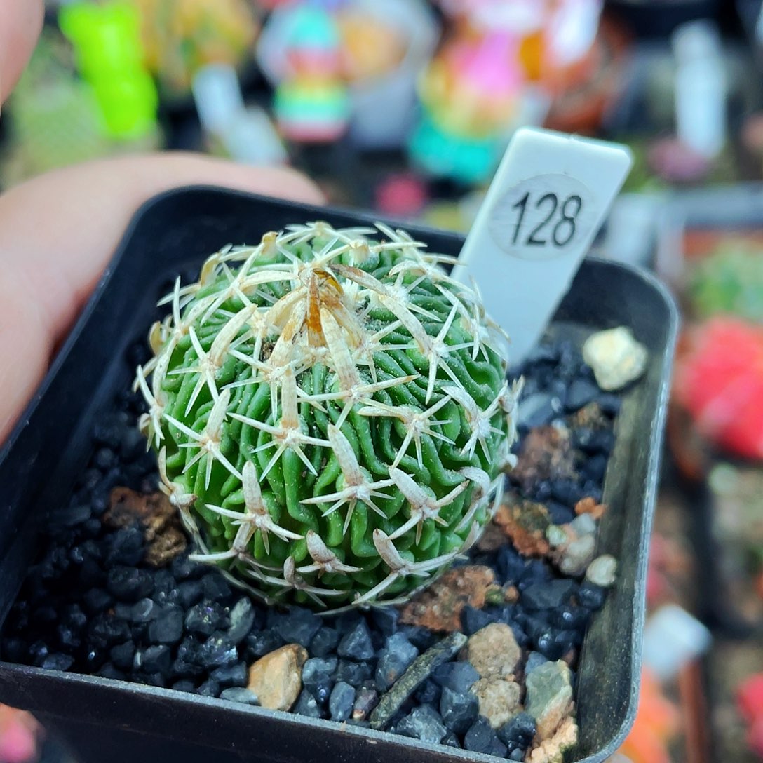 非偏远地区满25包邮仙人球