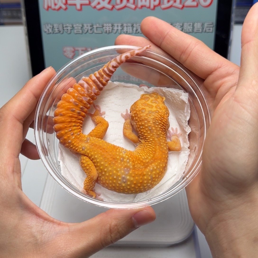 豹纹守宫暴龙弟弟