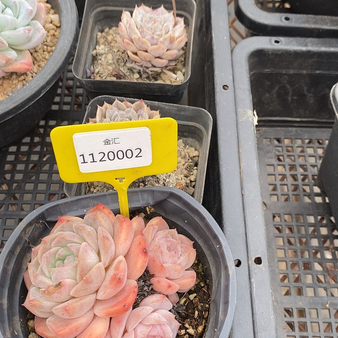 福利多多1120002