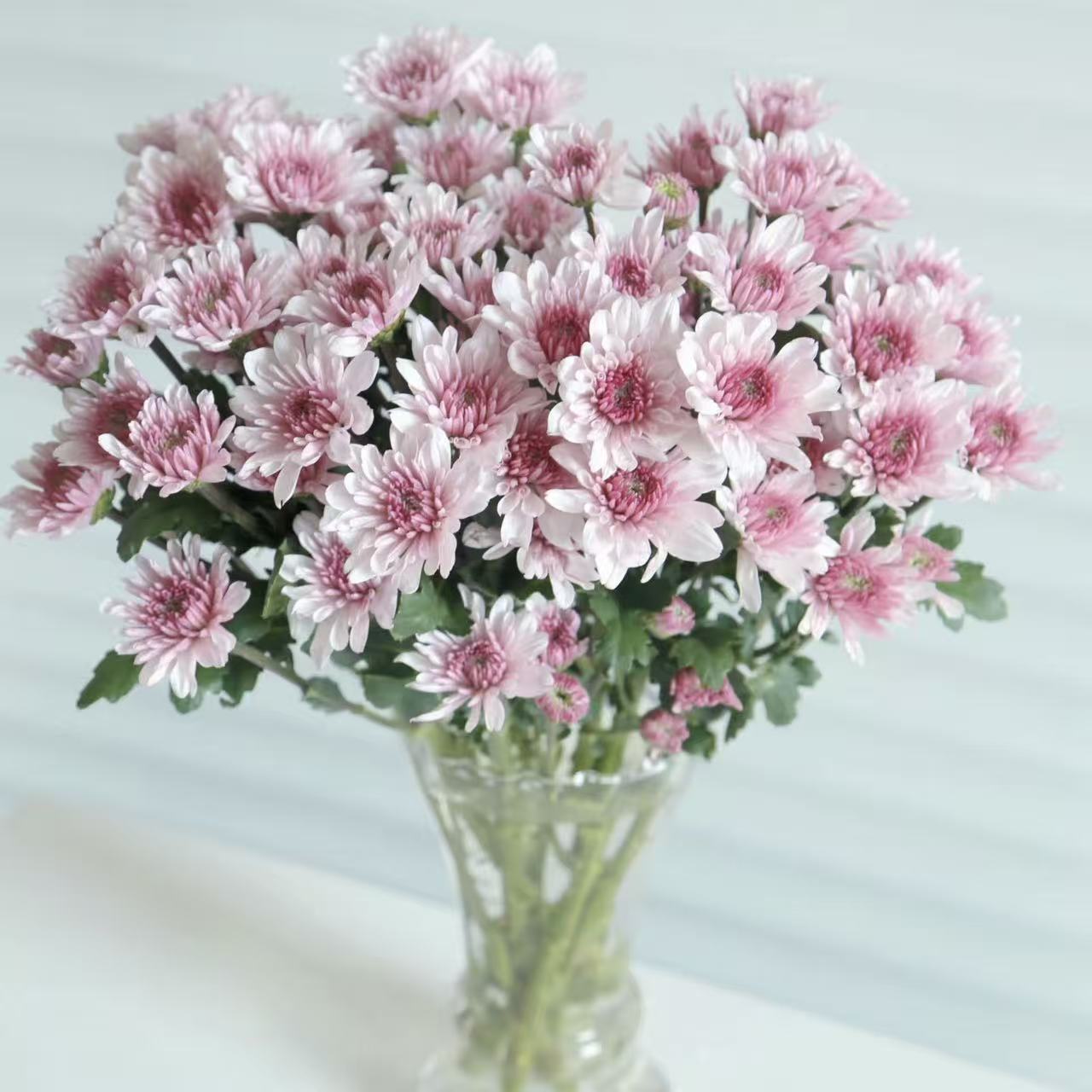 10枝草莓冰淇淋小雏菊 好养护花期超长待机清新百搭云南基地直发