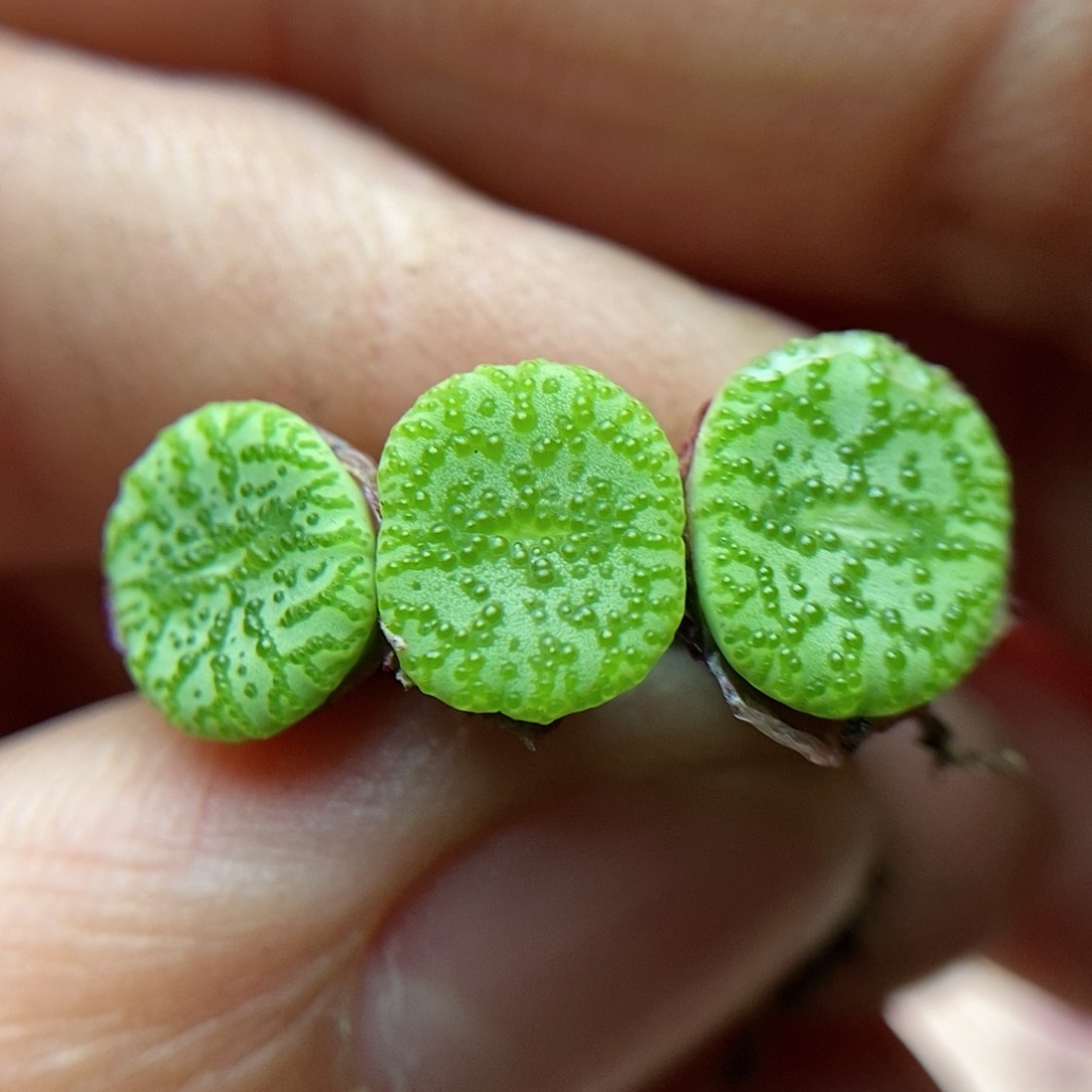 霓虹安珍三颗尺寸1厘米左右包邮