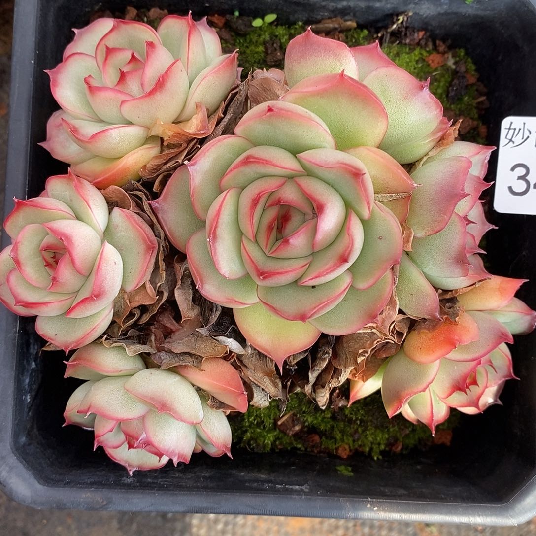 3429杂交老桩基地～12厘米