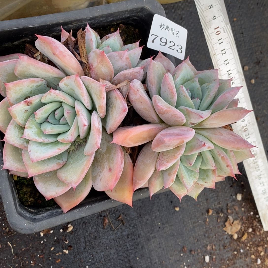 7923杂交多肉老桩