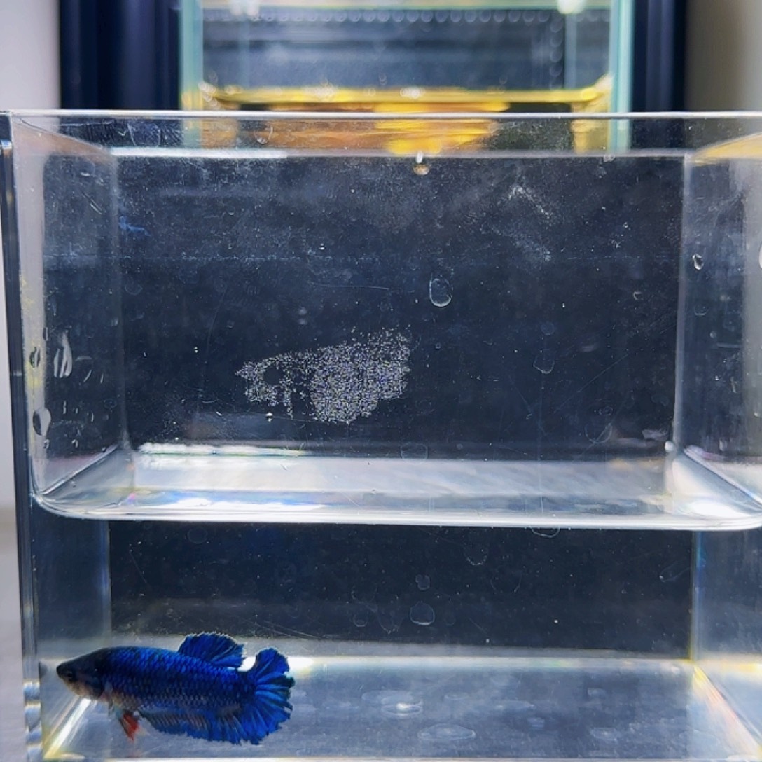 斗鱼活体观赏鱼好养耐活