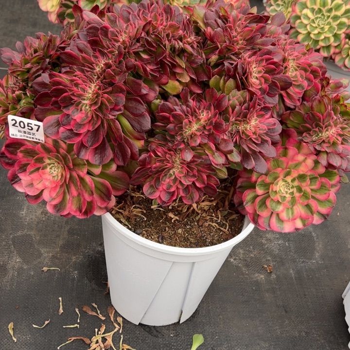 婧***@2057荔枝缀化老桩到付脱土