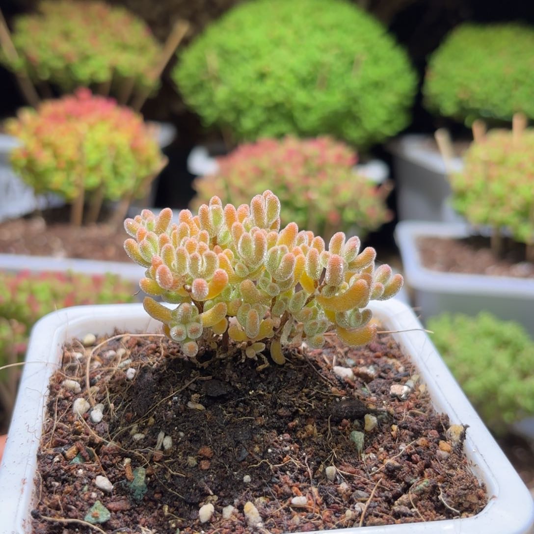 枝干番杏冰橙A980