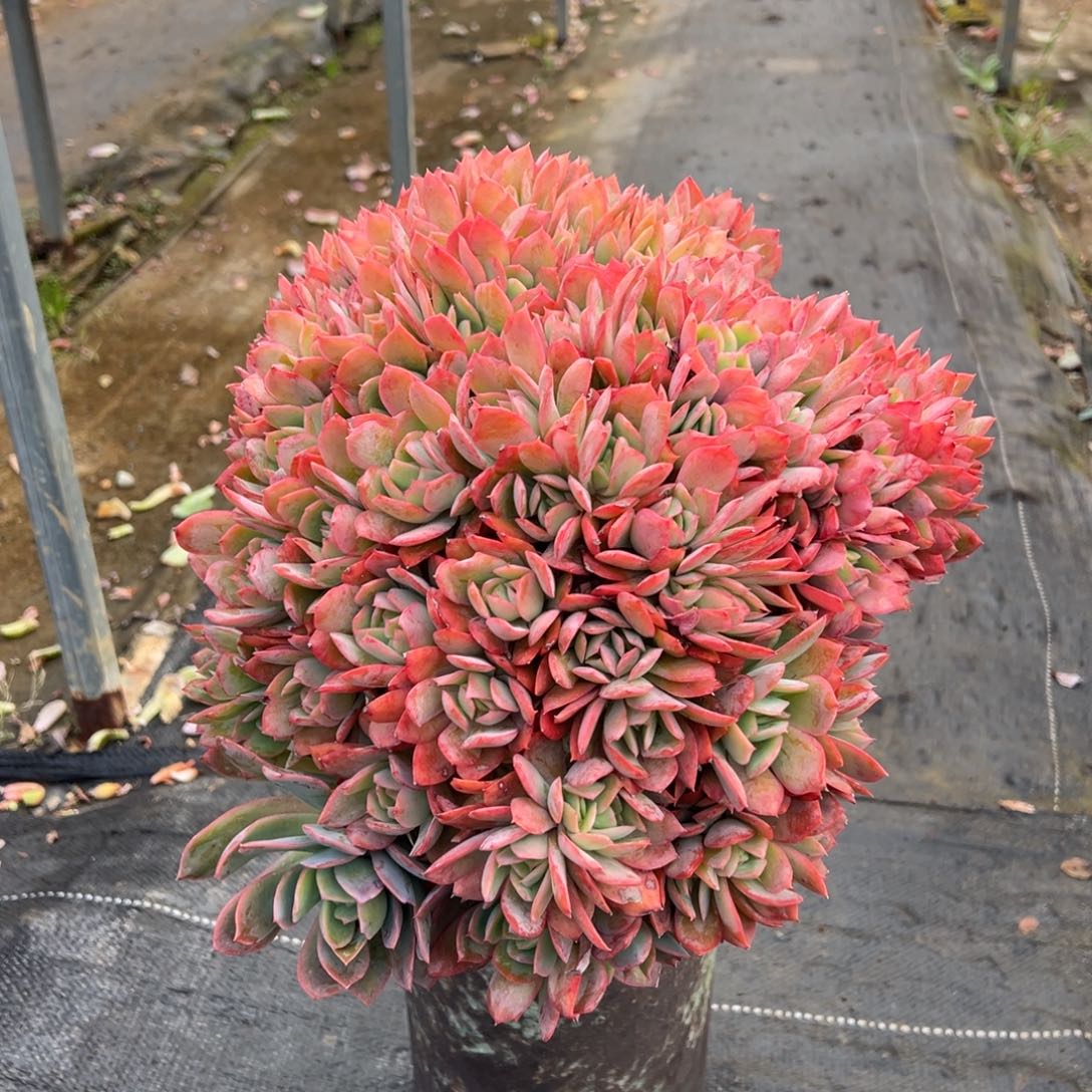 露养老桩绮罗朵缀脱土发货