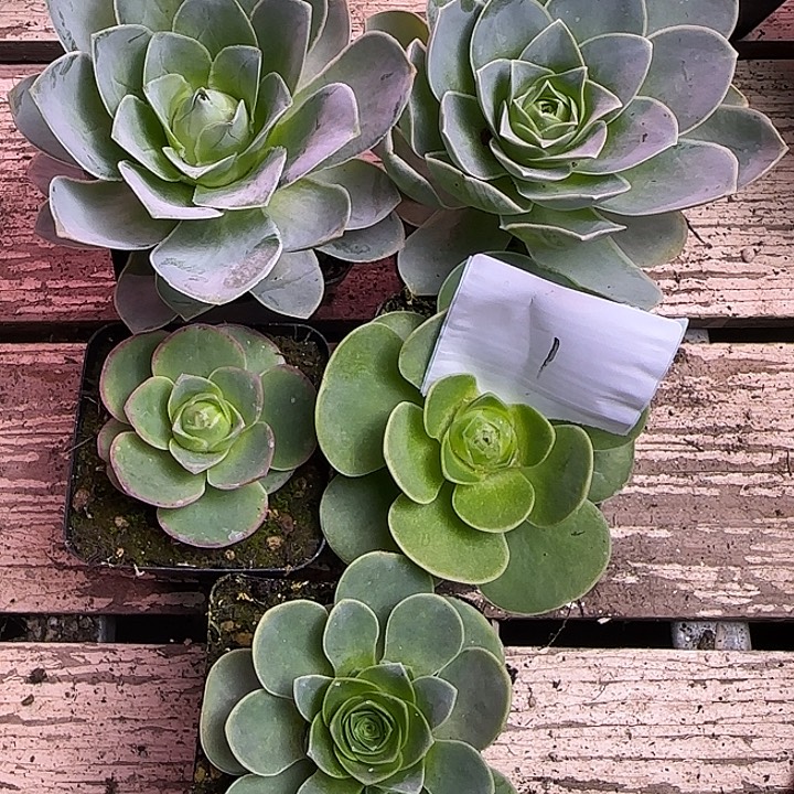 山地玫瑰一物一拍带盆发1号