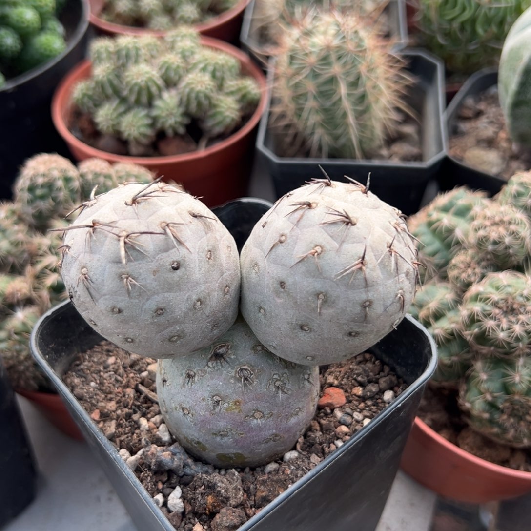 姚***遠零零落落 零零落落