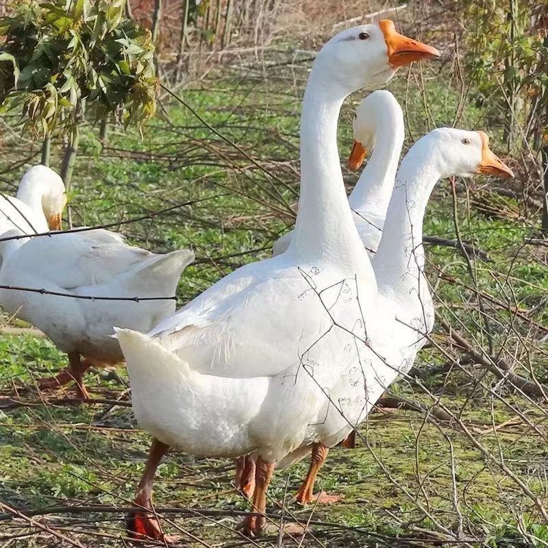 林间散养 三花大白鹅青年鹅  纯良喂养 肉质鲜嫩
