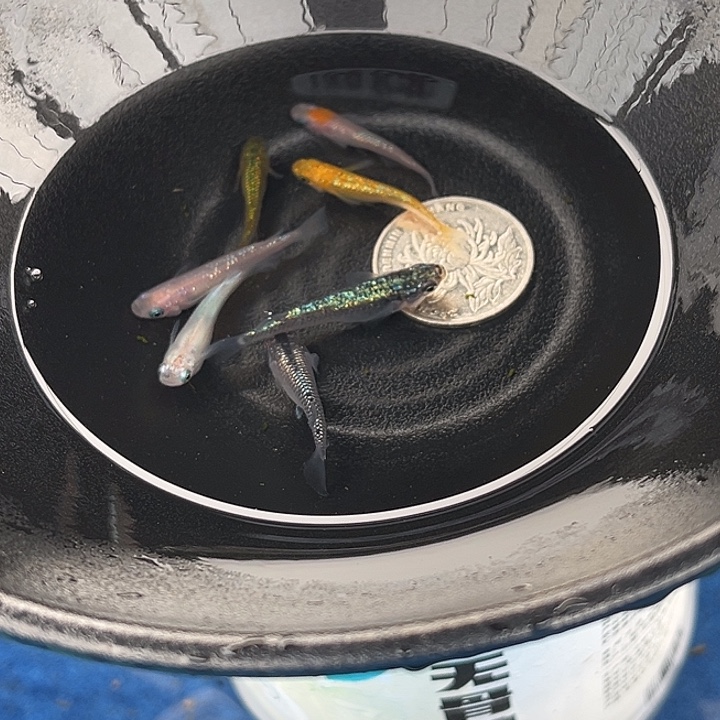 青鳉鱼星光7条7号