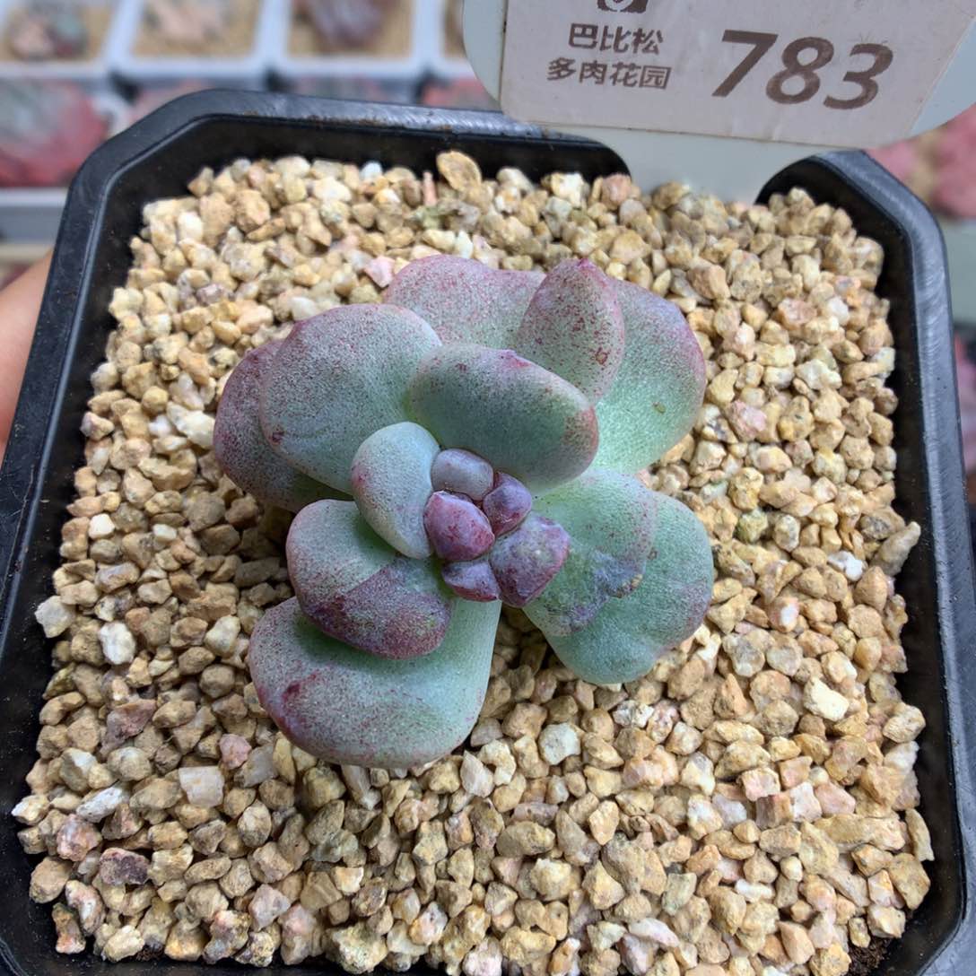 783紫心冰玉石化多肉植物