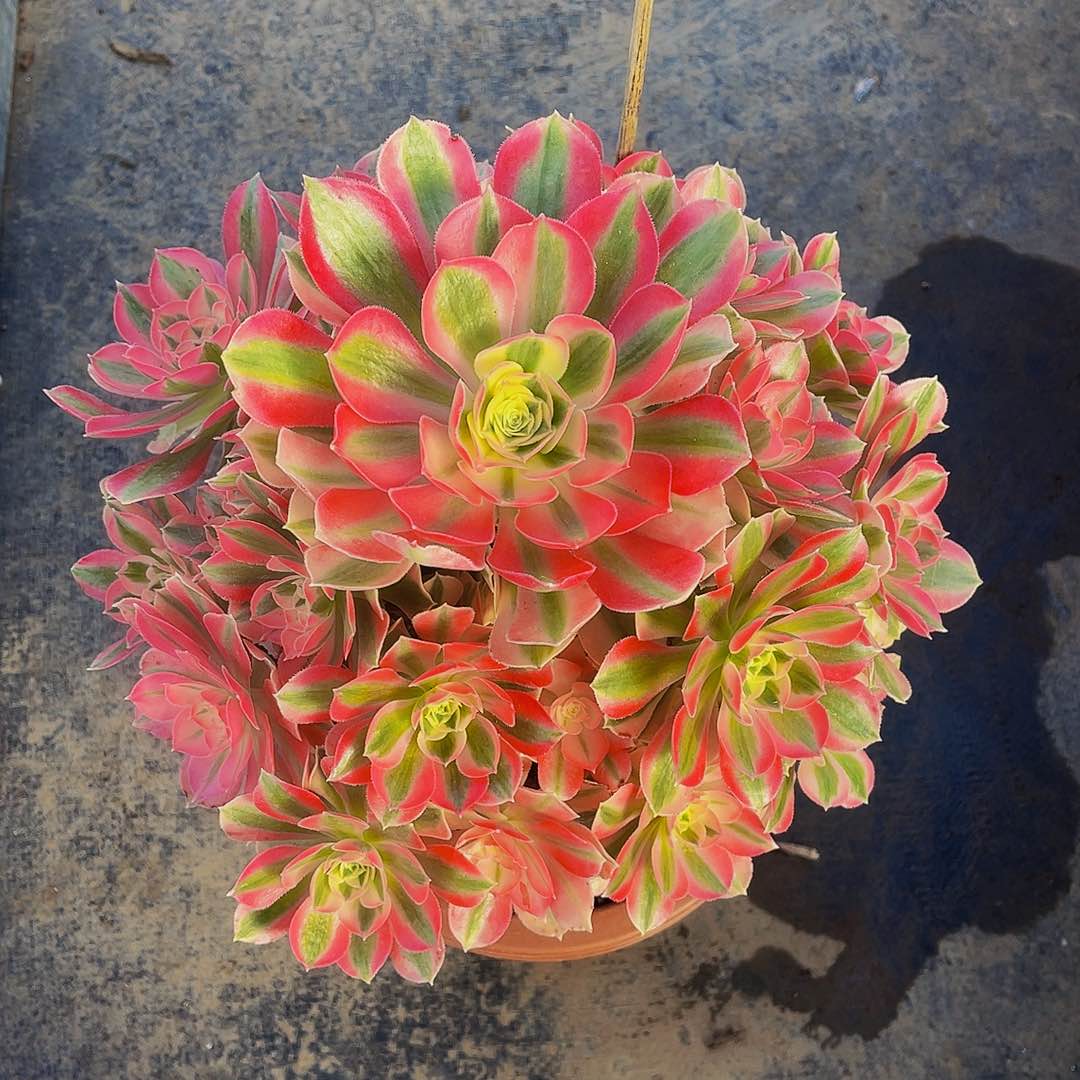 女巫567福利拖土