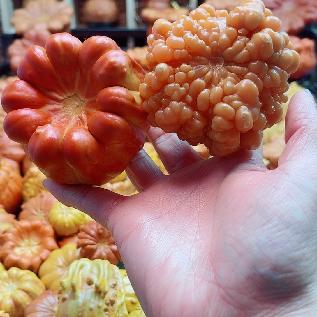 阿***米大叶紫檀（黑酸枝木类）