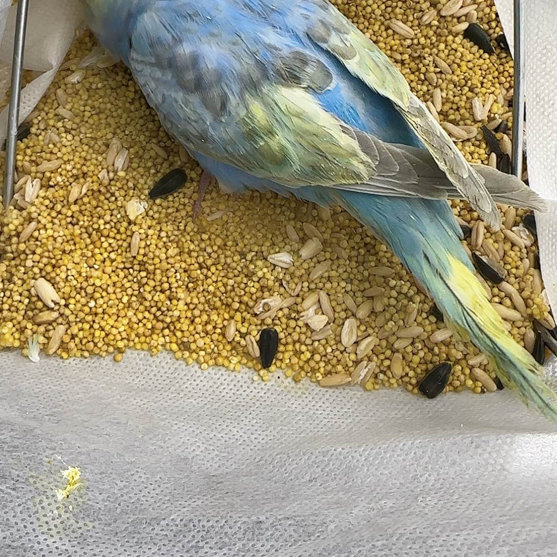 虎皮鹦鹉金彩金菜