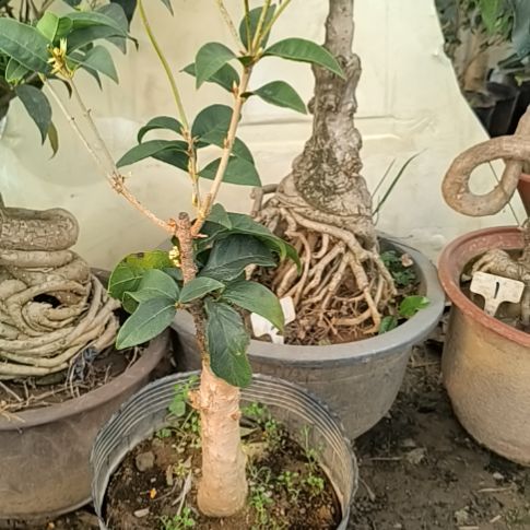 花***心完全开放四季桂花天香