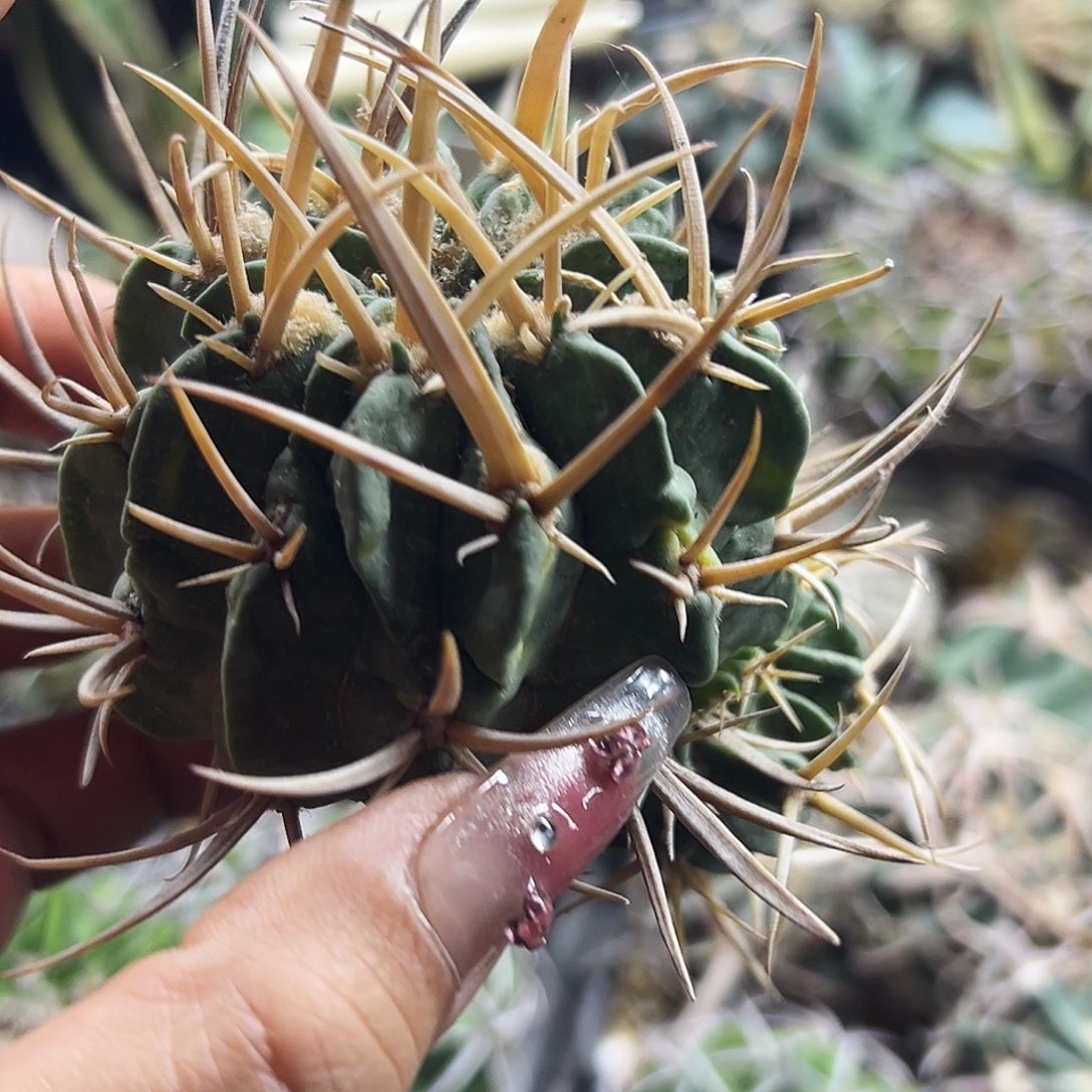 龙剑有根仙人球66666666