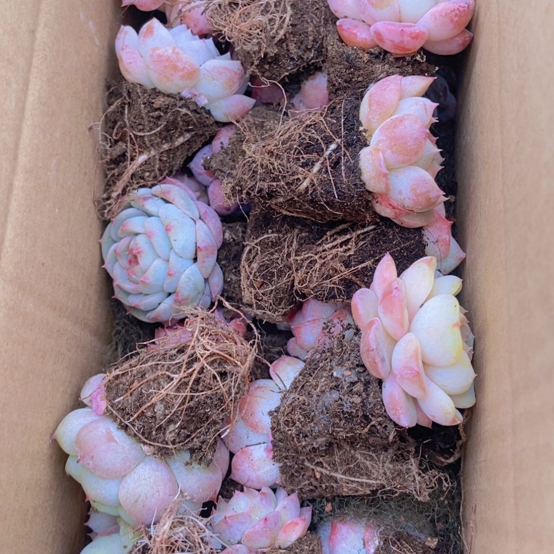 精品多肉植物保底30