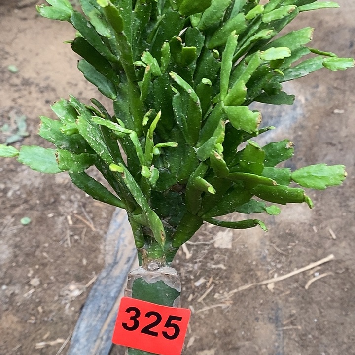 无花朵瑕疵苗2228，325号
