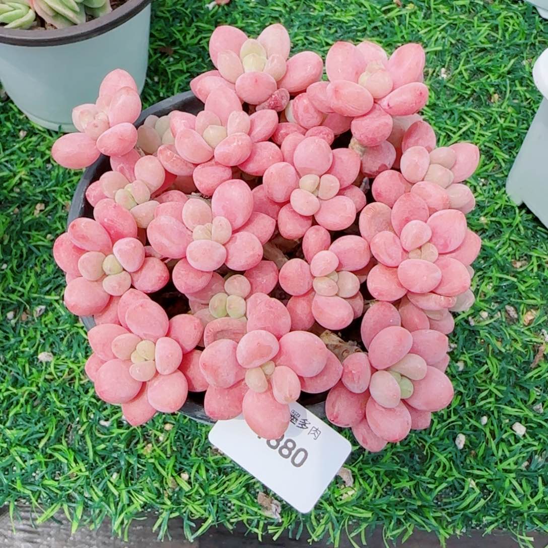 鱼子酱无砍，1880多肉植物